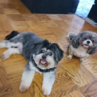 Hyattsville Animal Hospital ico