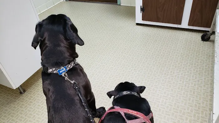 Hyattsville Animal Hospital Picture 4
