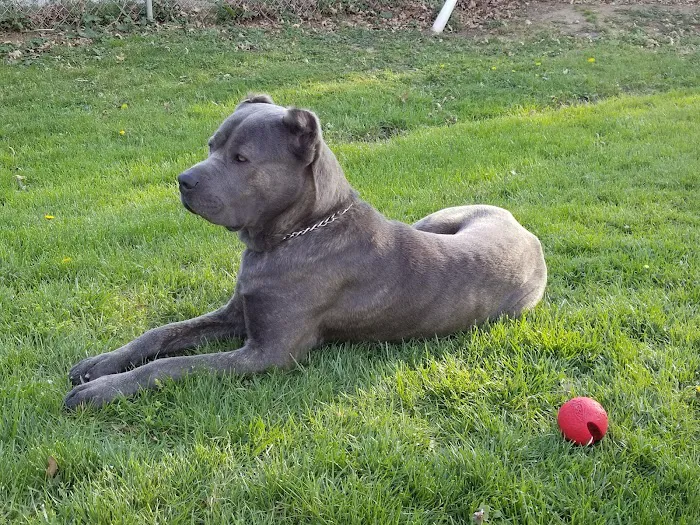 Brentwood Animal Hospital Picture 7