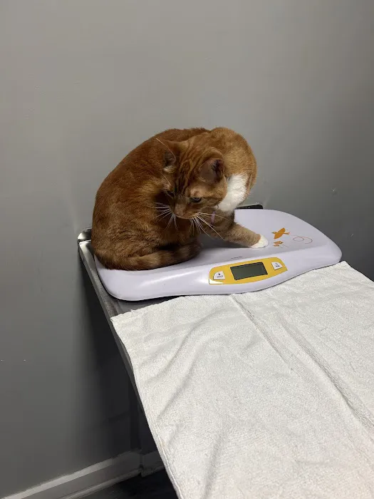 Tails and Scales Veterinary Center Picture 1