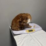 Tails and Scales Veterinary Center