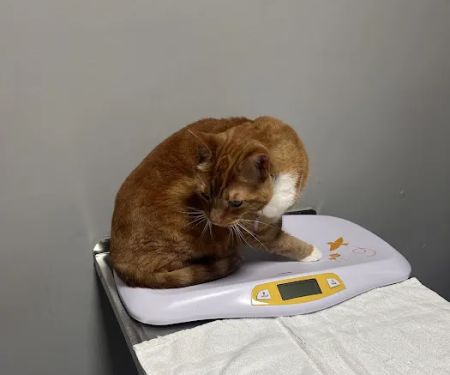 Tails and Scales Veterinary Center