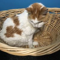 District Veterinary Hospital Brookland ico
