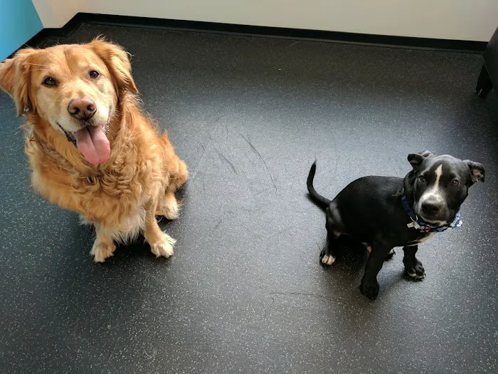 District Veterinary Hospital Brookland Picture 8