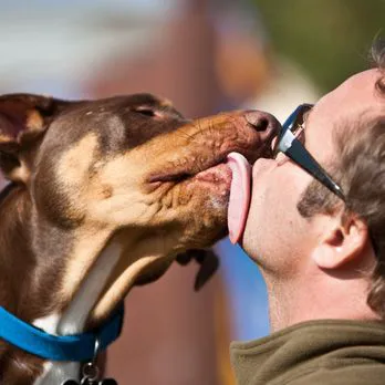 Takoma Park Animal Clinic Primary Care (NON-Emergency) Picture 2