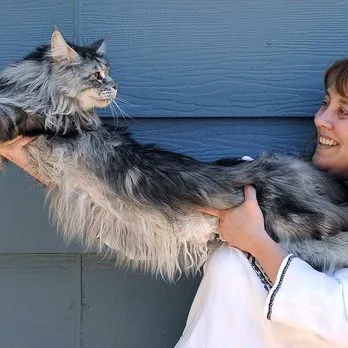 Takoma Park Animal Clinic Primary Care (NON-Emergency) Picture 3
