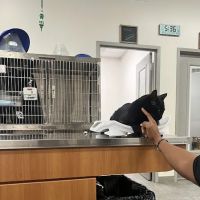 Veterinary Emergency Group ico