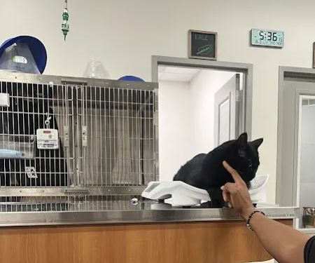 Veterinary Emergency Group