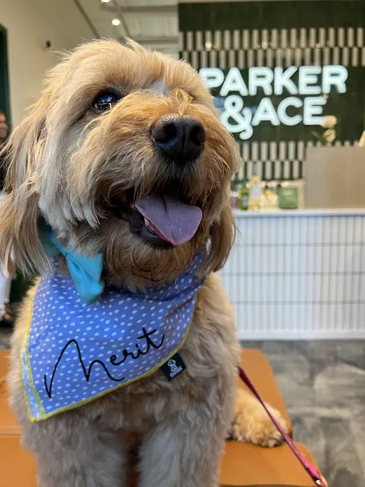 Parker & Ace Veterinary Care Picture 5