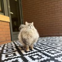 Livewell Animal Hospital of NoMa ico