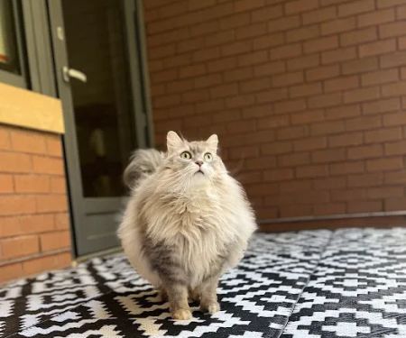 Livewell Animal Hospital of NoMa