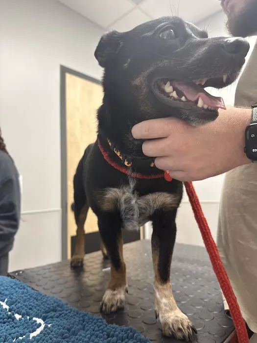 Livewell Animal Hospital of NoMa Picture 10