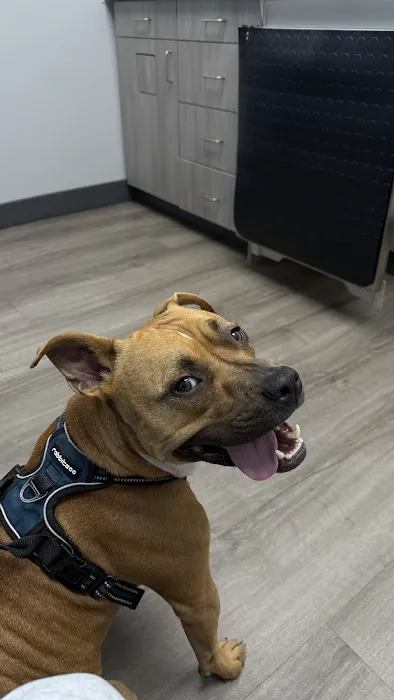 Livewell Animal Hospital of NoMa Picture 9