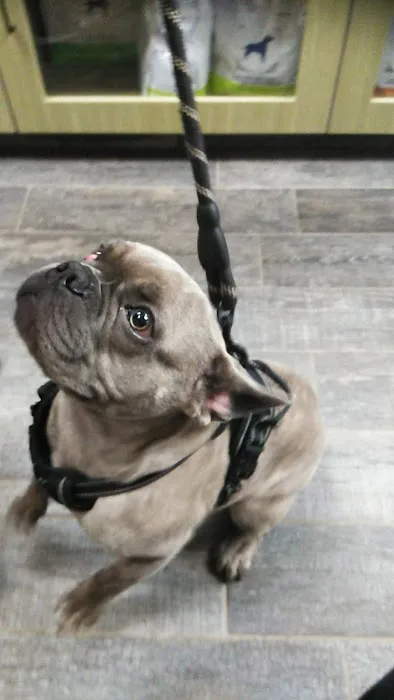 VCA Old Town Animal Hospital Picture 2