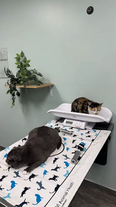 VCA Old Town Animal Hospital Picture 1