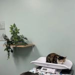 VCA Old Town Animal Hospital