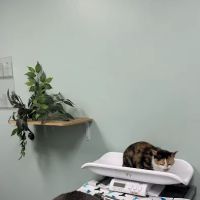 VCA Old Town Animal Hospital ico