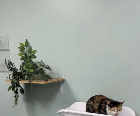 VCA Old Town Animal Hospital