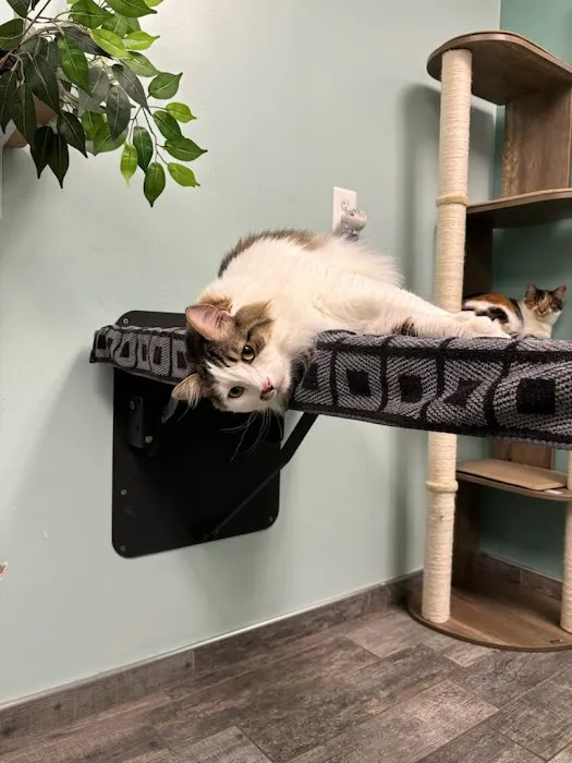 VCA Old Town Animal Hospital Picture 5