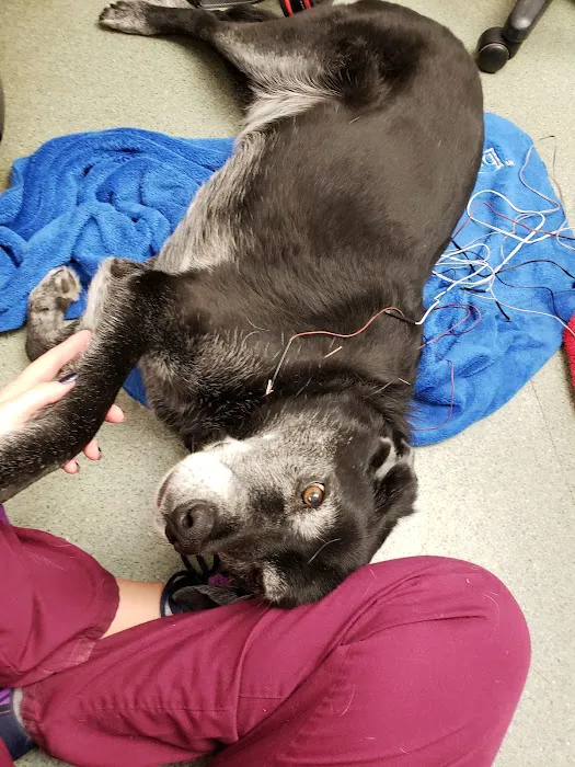 Del Ray Animal Hospital Picture 1