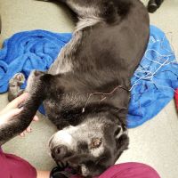 Del Ray Animal Hospital ico