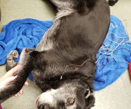 Del Ray Animal Hospital