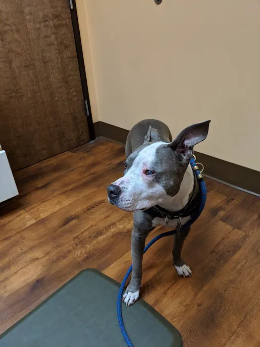 Del Ray Animal Hospital Picture 6
