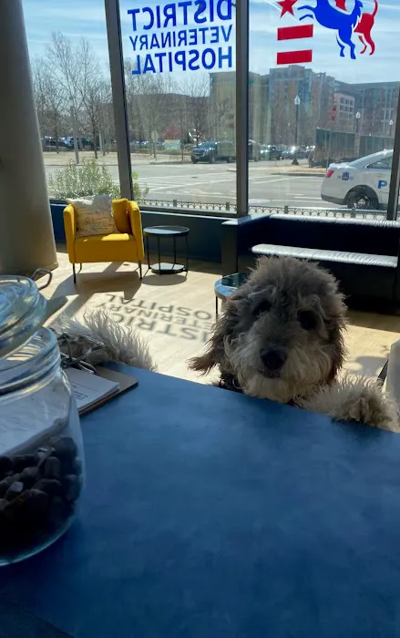 District Veterinary Hospital - Navy Yard Picture 3