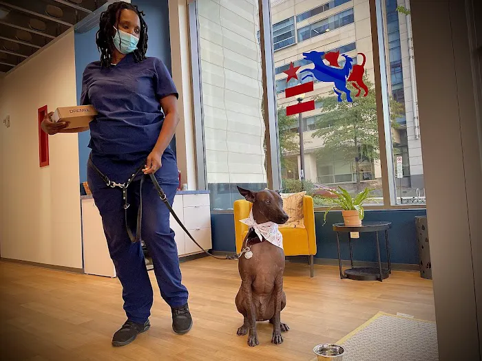 District Veterinary Hospital - Navy Yard Picture 1