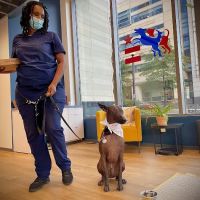 District Veterinary Hospital - Navy Yard ico