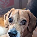 Small Door Veterinary - Navy Yard