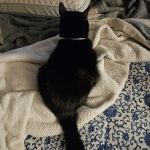 PetMedic Urgent Care and Veterinary Clinic - Navy Yard