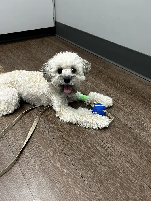 PetMedic Urgent Care and Veterinary Clinic - Navy Yard Picture 3