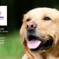 P Street Pet Practice ico