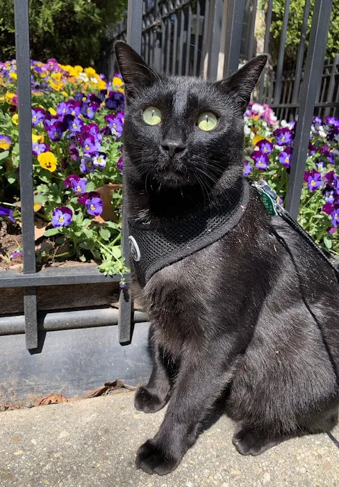 P Street Pet Practice Picture 10