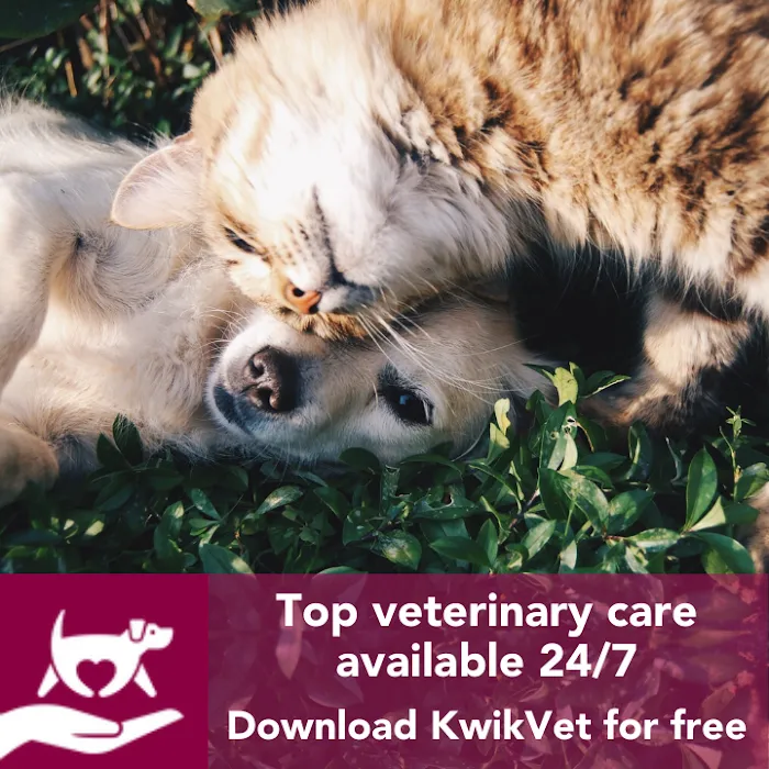 KwikVet - 24 hour veterinarians Picture 8