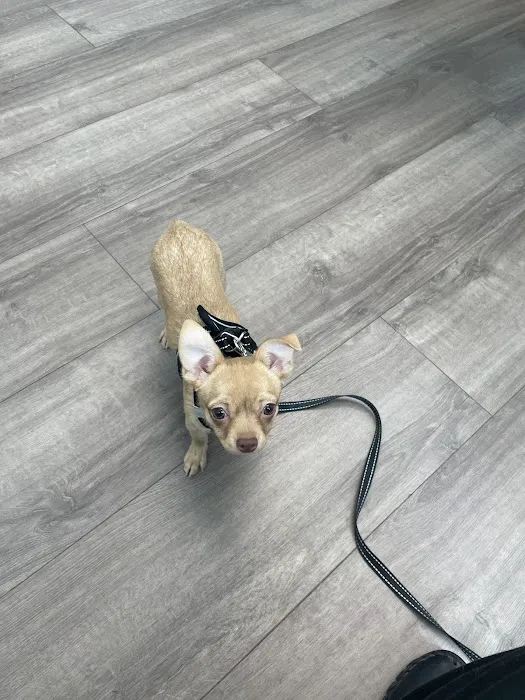 Livewell Animal Hospital of Shaw Picture 2