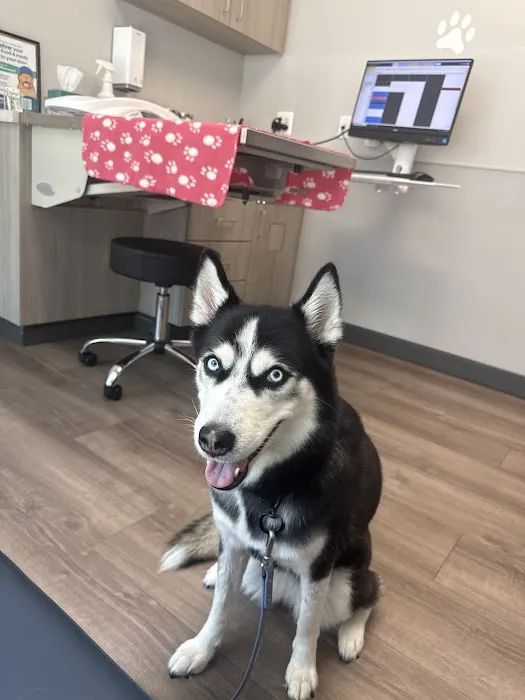 Livewell Animal Hospital of Shaw Picture 3