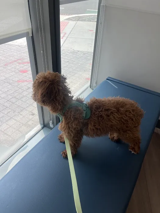 Livewell Animal Hospital of Shaw Picture 7