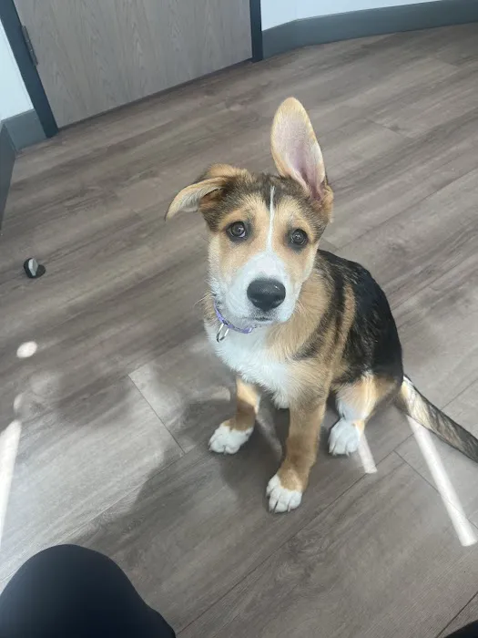 Livewell Animal Hospital of Shaw Picture 5
