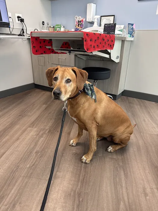 Livewell Animal Hospital of Shaw Picture 6