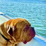 Atlantic Animal Hospital