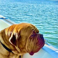 Atlantic Animal Hospital ico