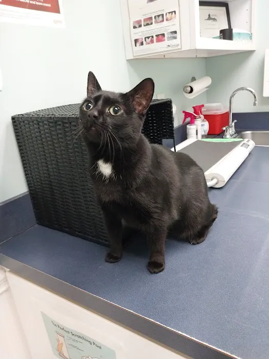 Atlantic Animal Hospital Picture 8