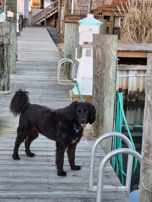 Eastern Shore Animal Hospital Picture 1