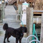 Eastern Shore Animal Hospital