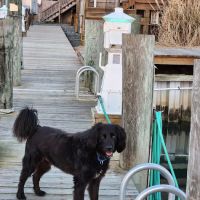 Eastern Shore Animal Hospital ico