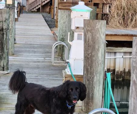 Eastern Shore Animal Hospital