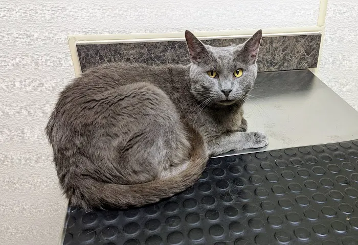 Eastern Shore Animal Hospital Picture 5