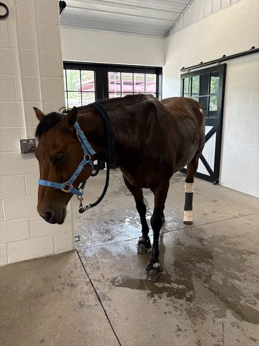 Abington Equine Hospital Picture 4